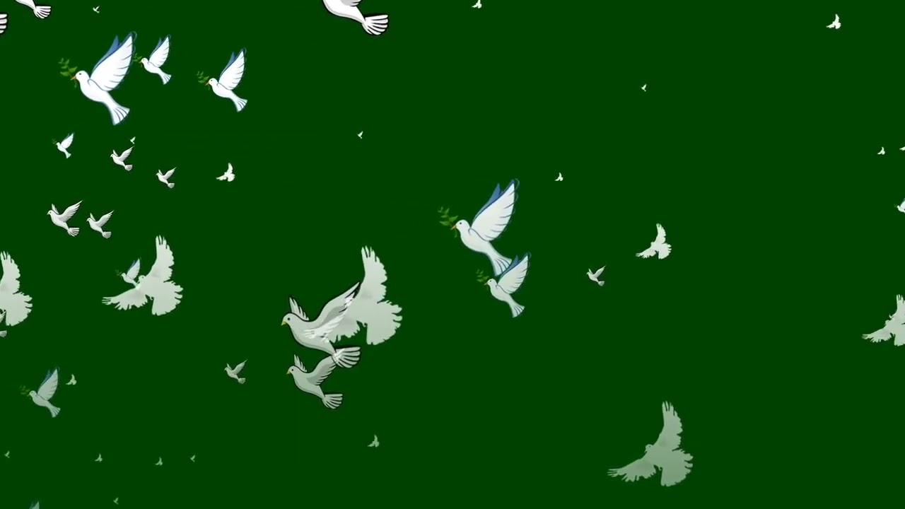 Pigeon green screen effect 21 April 2022 |