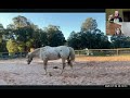 Challenges on Long Reins and with Farrier