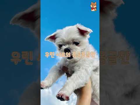 깡아지를 위한 깡중사의 마음 #몽글몽글송