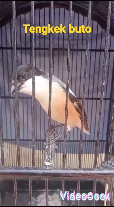 Cendet tembakan tengkek buto ngeban panjang