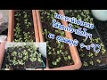 วิธีเพาะคะน้าฮ่องกง ให้งอกเร็วขึ้นภายใน2-4วัน ณ อุณหภูมิ 0-6 ℃ |Chinese Kale 2020 Ep.03