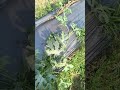 Pruning or Pinching Technique in Watermelon after 5 nodes number #pinching #watermelon