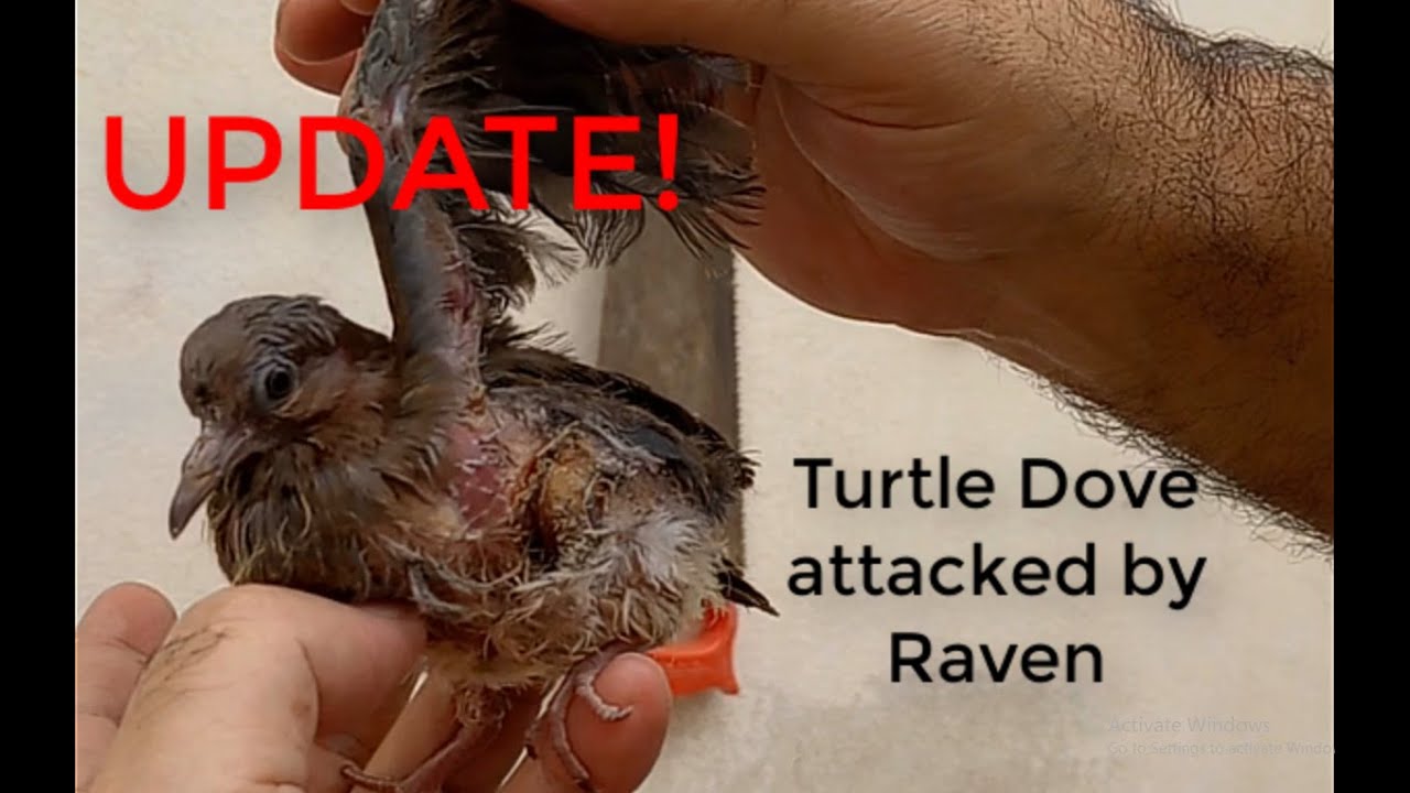 UPDATE! Turtle dove attacked by a raven