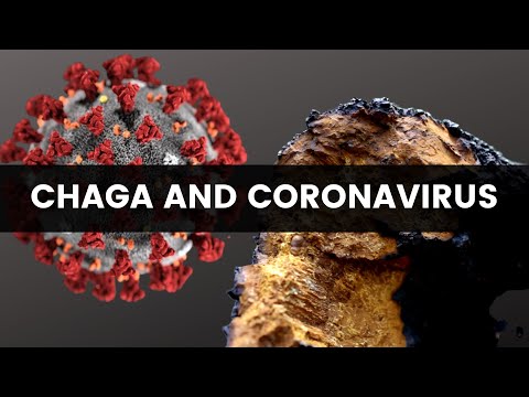 Could CHAGA help with COVID-19? Here&rsquo;s the Facts (Inonotus obliquus)