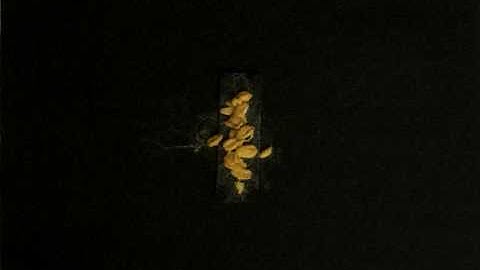 Physarum Experiment No: 011