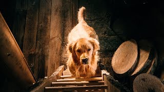 Chainsaw Woodworking with the Cutest Dog on YouTube