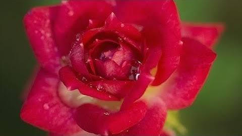 قران كريم بصوت جميل جدا الشيخ صاحب الحنجرة االذهبية #سورة_الضحى