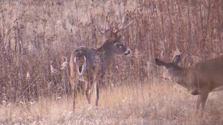 "These Ground Blinds Are So Deadly" screenshot 2