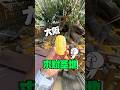 日本发财树帮大家许愿了!透明御守好看到犯规!#大阪 #日本 #大鸟大社