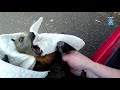 Rescuing a flying-fox on the side of a busy road:  this is Pitta