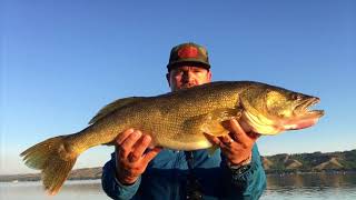 Giant Saskatchewan Walleye