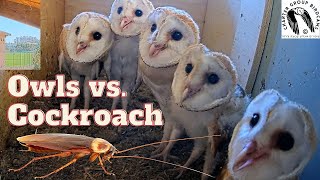 Funny Owl Moment 5 Barn Owl Nestlings Reaction To A Roach