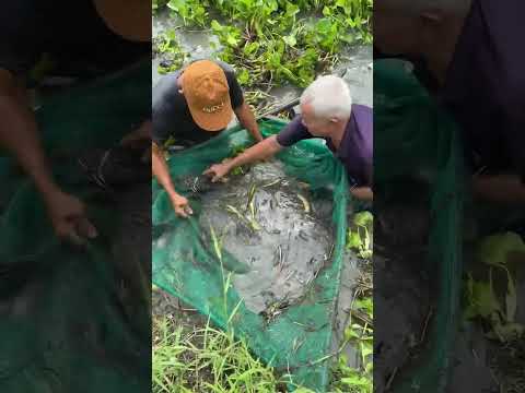 This eel trap method is the best way to catch huge eels fish