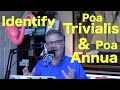 Identifying & Understanding Poa Annua & Poa Trivialis | Annual Bluegrass | Rough Bluegrass