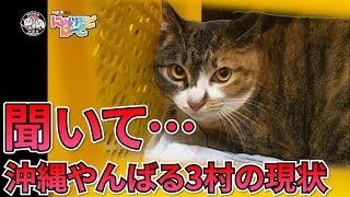 【やんばる猫って何】沖縄の猫やんばる猫ではない深刻な実態を知ってほしい