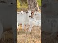 South Africa’s FMD Vaccine Was Years in the Making