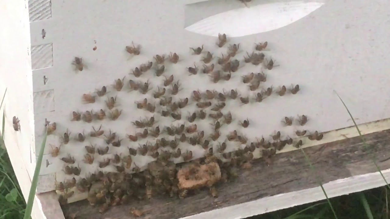 Washboarding (3) YouTube