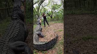 Feeding our biggest gator, Dino!! @FloridasWildest