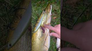Вечерняя рыбалка на щуку 🐊 #fishing #рыбалка #щука #рыбалка2025 #осень