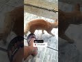 #meong #onyen #pintar