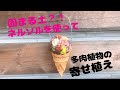 【多肉植物】固まる土ネルソルを使って簡単寄せ植え❤️