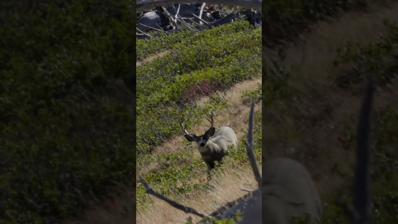 Trent's Montana Mule deer  #Montana #muledeer