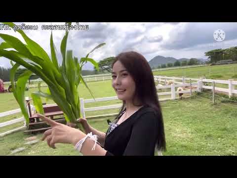 EP9 สาวลาวพาเที่ยวไทย ไปเที่ยวฟาร์มโชคชัย ดูแกะ เมืองโคราช ประเทศไทย