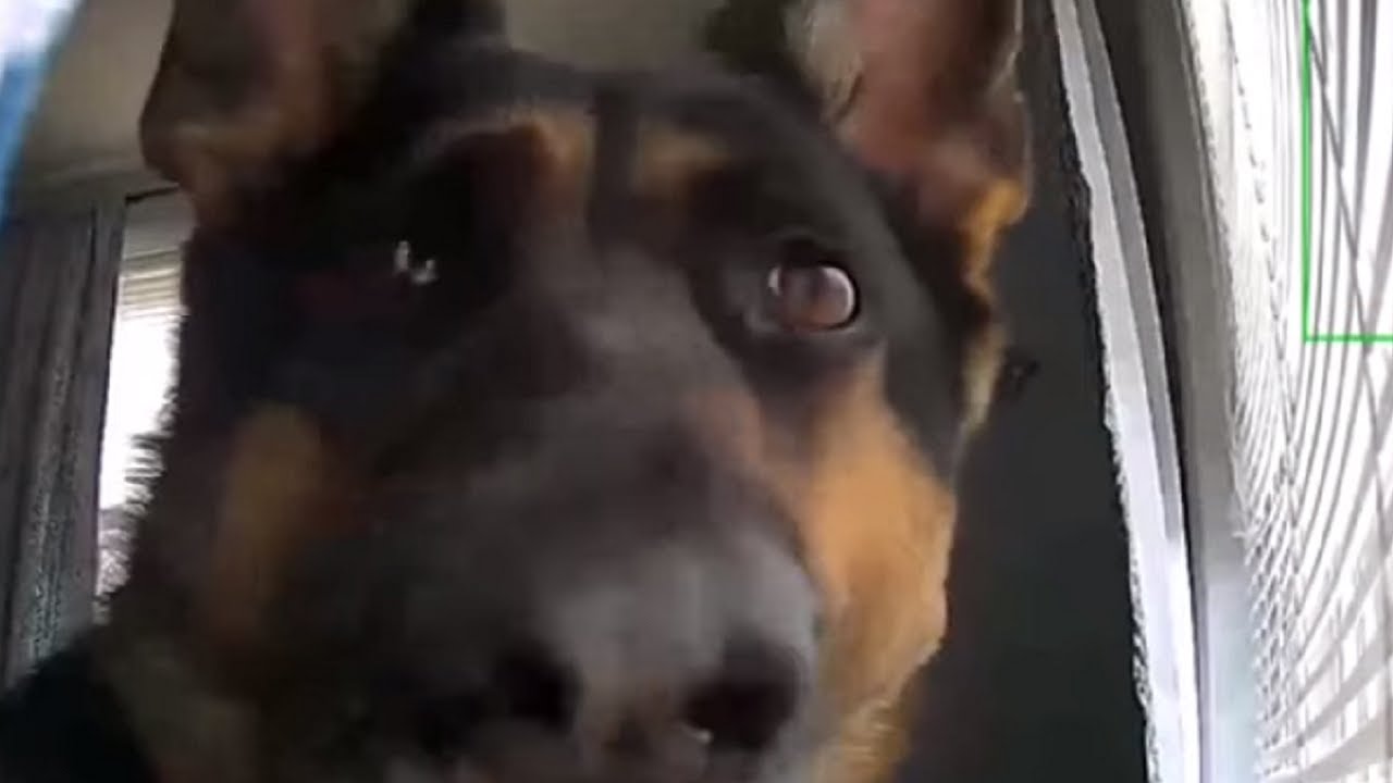 hilarious footage of guard dog 