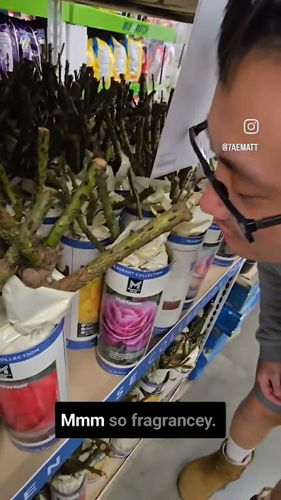 Get you a Rose Bush at Sam's. #rose  #fyp #samsclub