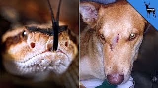 Dog Saves Owner From A Rattlesnake