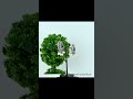 Video Image