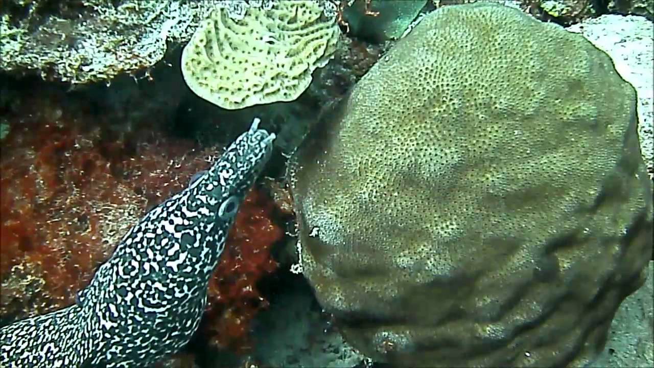 Bonaire 2013 dive highlights