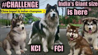 India's Biggest Alaskan Malamute puppies super giant size Import kci Registered with FCI