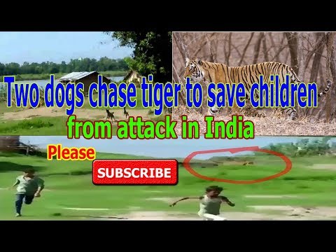 Moment two dogs chase tiger to save children from attack in India