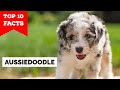 Aussiedoodle - Top 10 Facts