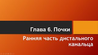 Физиология. Глава 6. Почки. Ранняя часть дистального канальца