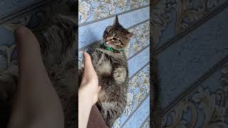 Больше не пристаю 😻♥#котики