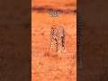 This is Africa #africa #Madagascar #shorts #ytshorts #trending