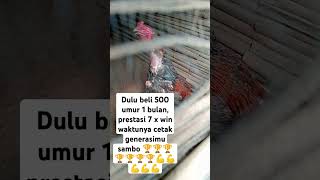 Beginilah Kokok ayam win 7x dapat motor 3x #ayamphakoy #ayamlaga#koyngon