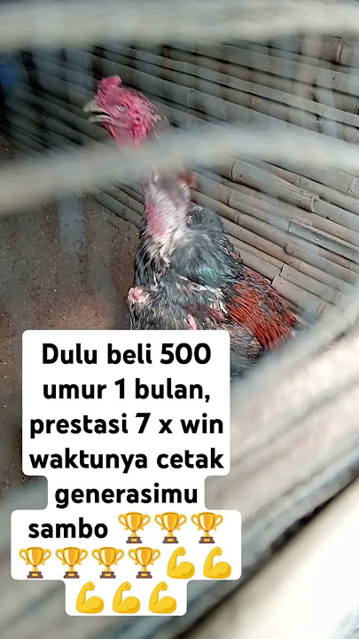 Beginilah Kokok ayam win 7x dapat motor 3x #ayamphakoy #ayamlaga#koyngon