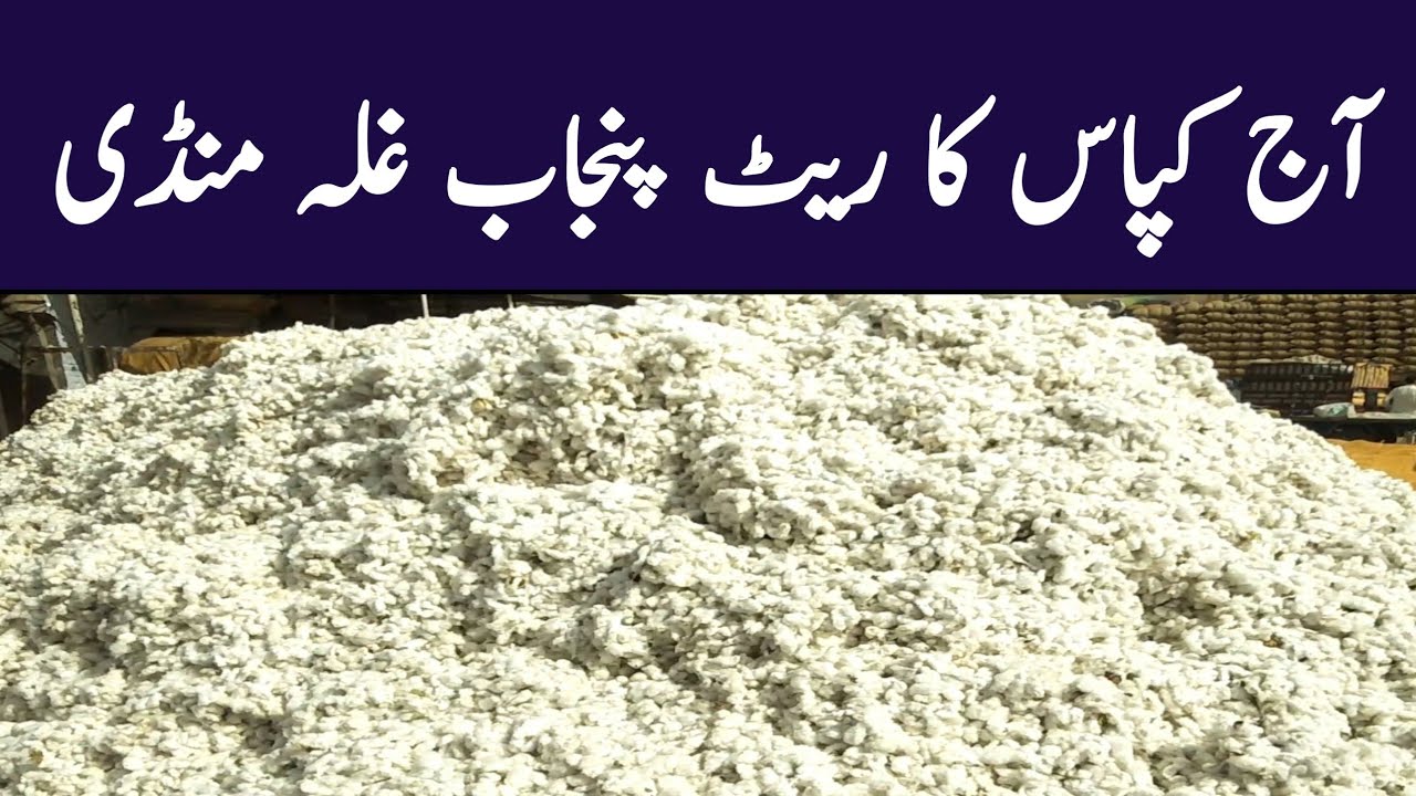 Kapas ka rate today Pakistan Galla mandi|Cotton price today Punjab|Today galla mandi rates