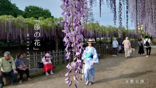 藤の花/wisteria 玉敷公園 2024 4.28