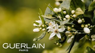 Guerlain  The Perfumers Routes  Neroli From Tunisia