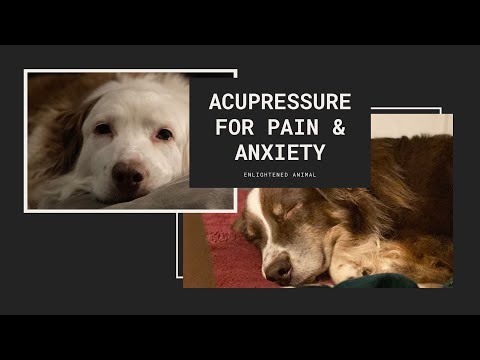 Video: Acupressure & Canine -hierontaterapia