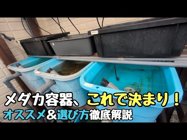 Perfect for space-saving breeding! Recommended medaka containers