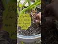 Clean up my colocasia elephant ear plant with me plant care tropical plants potted plant care