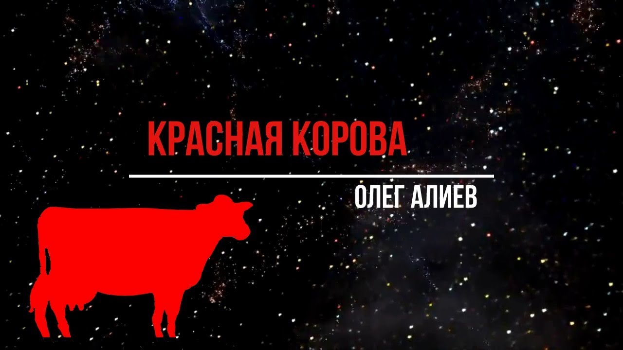 Красная корова в израиле