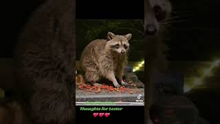Send Positivity for Lester! ❤️🦝❤️ #trashpandas #raccoon #lotorlanding #raccoons #lester #positivity