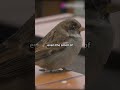 Bird Navigation Secrets EXPOSED 🐦🧭 #Nature