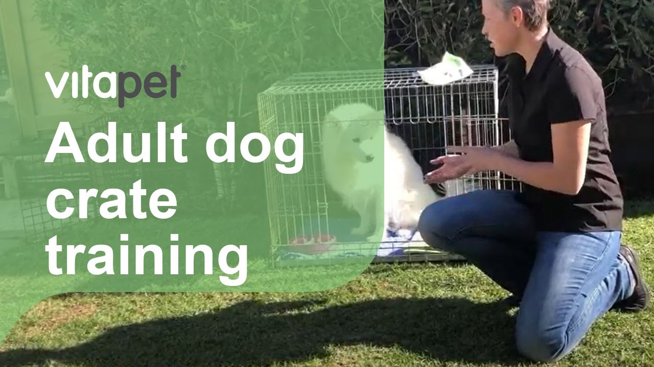 Crate Training your Adult Dog YouTube